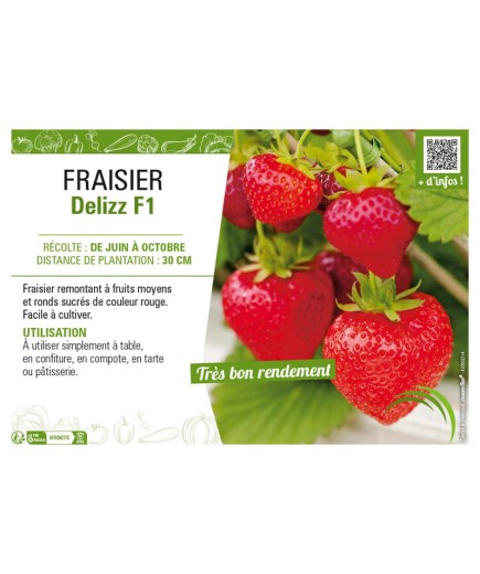 FRAISIER DELIZZ F1