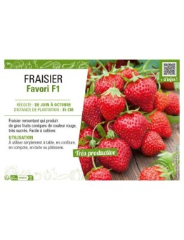 FRAISIER FAVORI F1