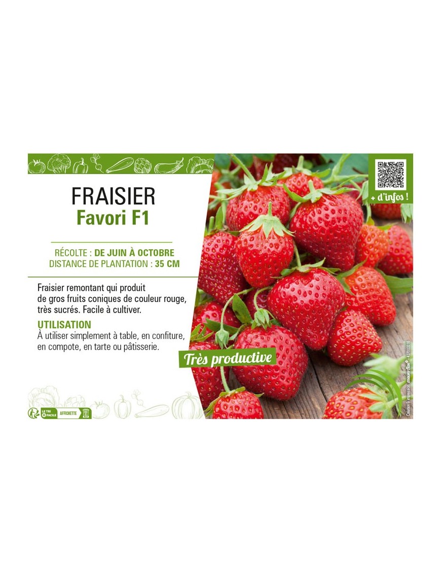 FRAISIER FAVORI F1