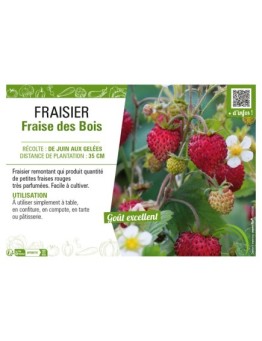 FRAISIER FRAISE DES BOIS