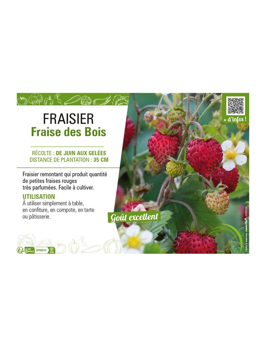 FRAISIER FRAISE DES BOIS