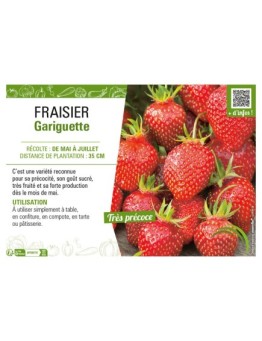 FRAISIER GARIGUETTE