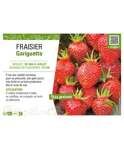 FRAISIER GARIGUETTE