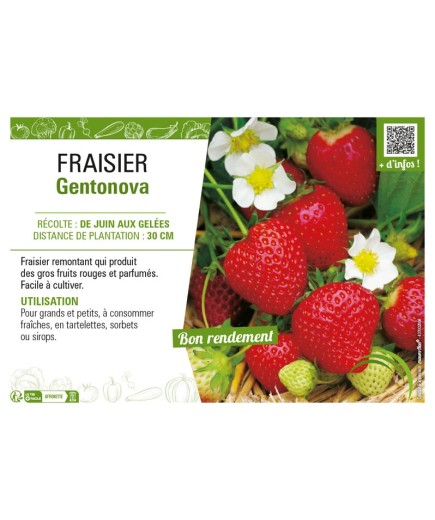 FRAISIER GENTONOVA