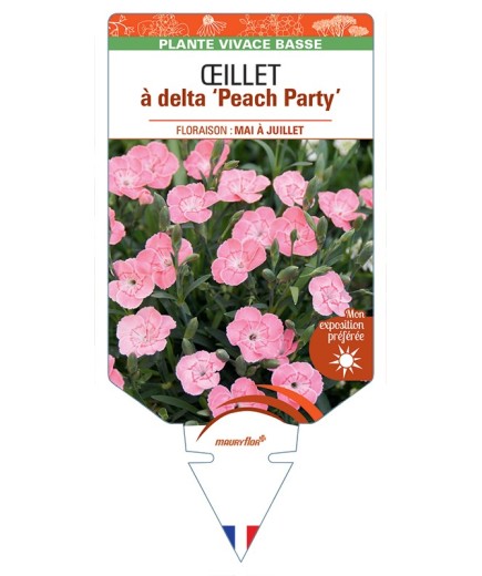 DIANTHUS deltoides Peach Party voir Œillet à delta
