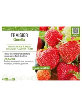 FRAISIER GORELLA