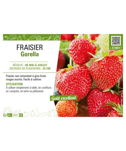 FRAISIER GORELLA