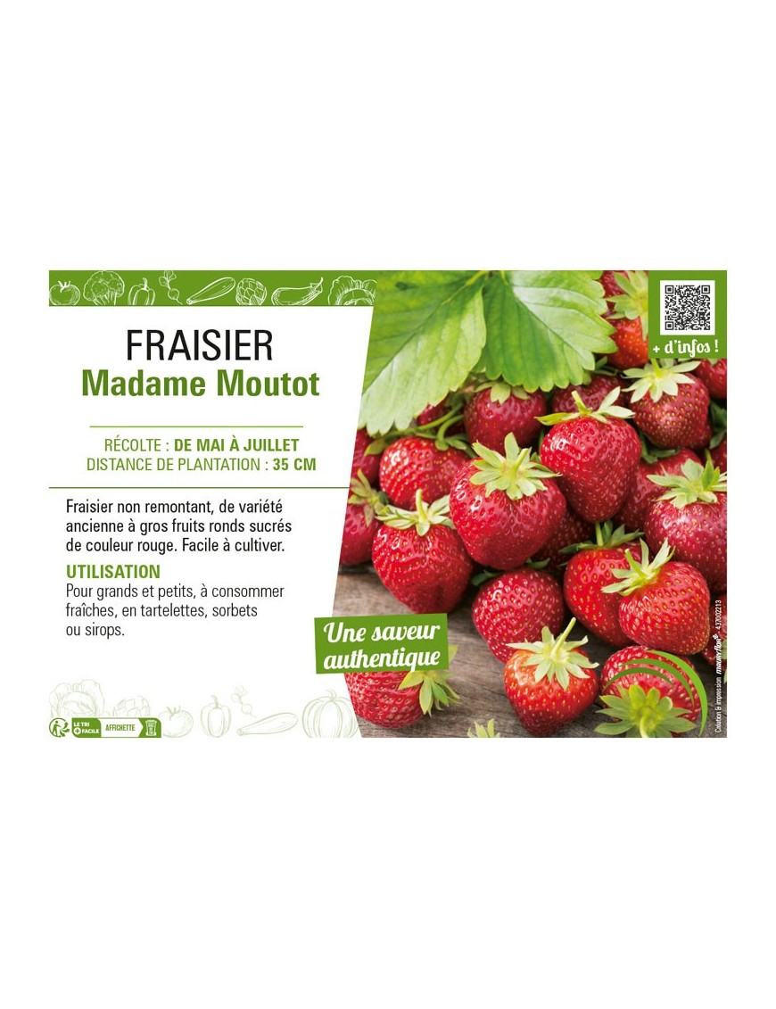 FRAISIER MADAME MOUTOT