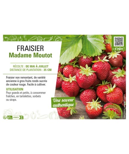 FRAISIER MADAME MOUTOT