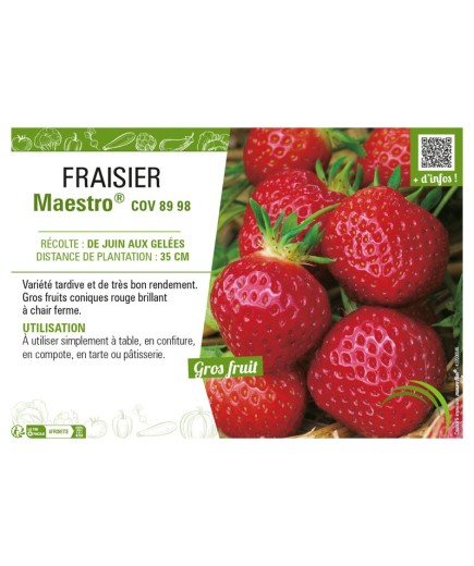 FRAISIER MAESTRO® COV 89 98