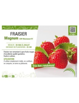 FRAISIER MAGNUM