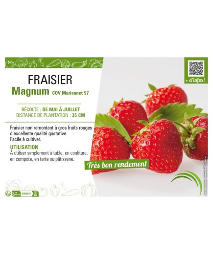 FRAISIER MAGNUM