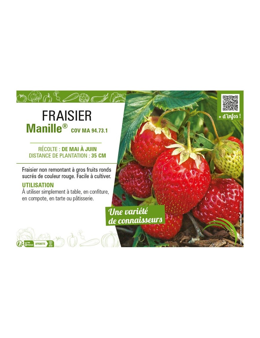 FRAISIER MANILLE®
