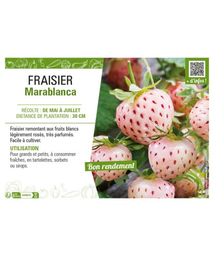 FRAISIER MARABLANCA