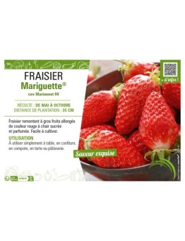 FRAISIER MARIGUETTE®