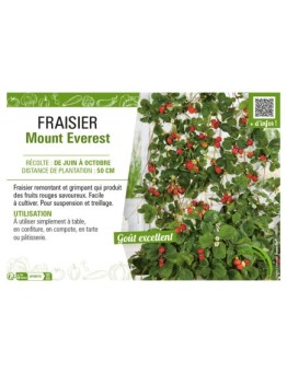 FRAISIER MOUNT EVEREST