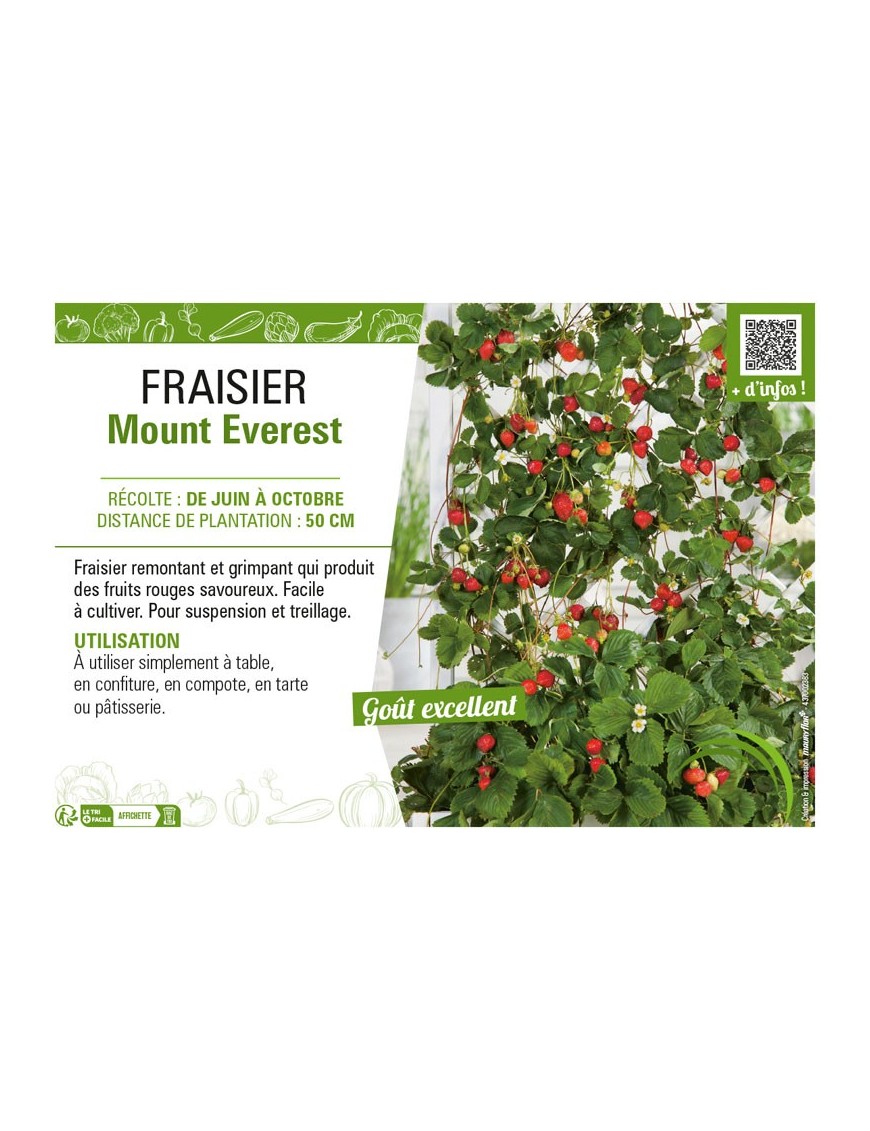 FRAISIER MOUNT EVEREST