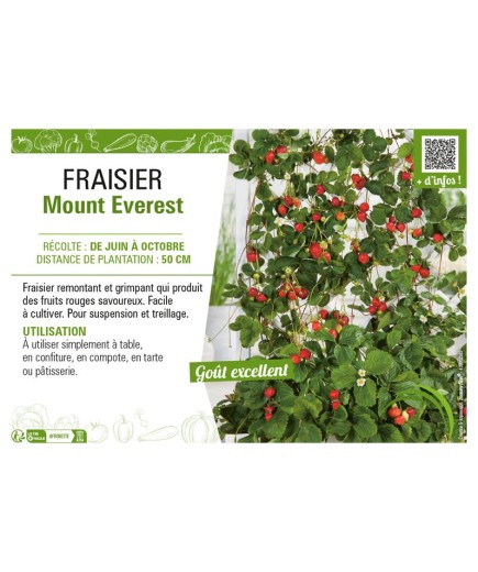 FRAISIER MOUNT EVEREST