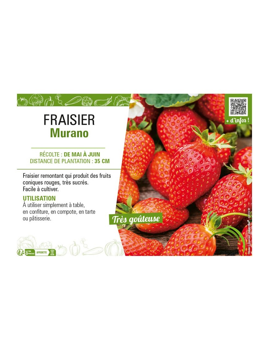 FRAISIER MURANO