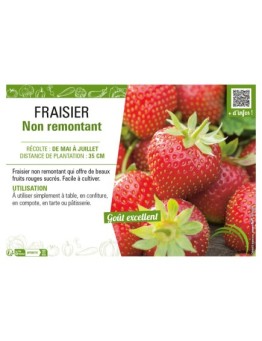 FRAISIER NON RETOMBANT