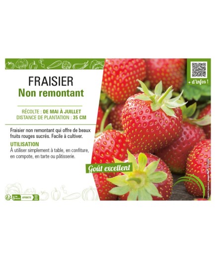 FRAISIER NON RETOMBANT