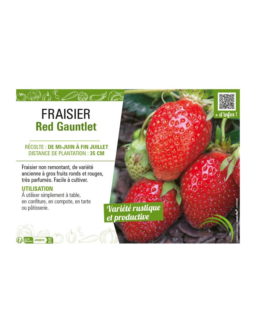 FRAISIER RED GAUNTLET