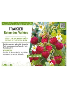 FRAISIER REINE DES VALLÉES
