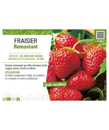 FRAISIER REMONTANT