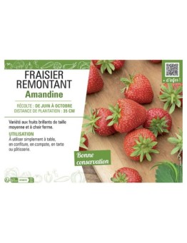 FRAISIER REMONTANT AMANDINE