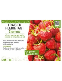 FRAISIER REMONTANT CHARLOTTE