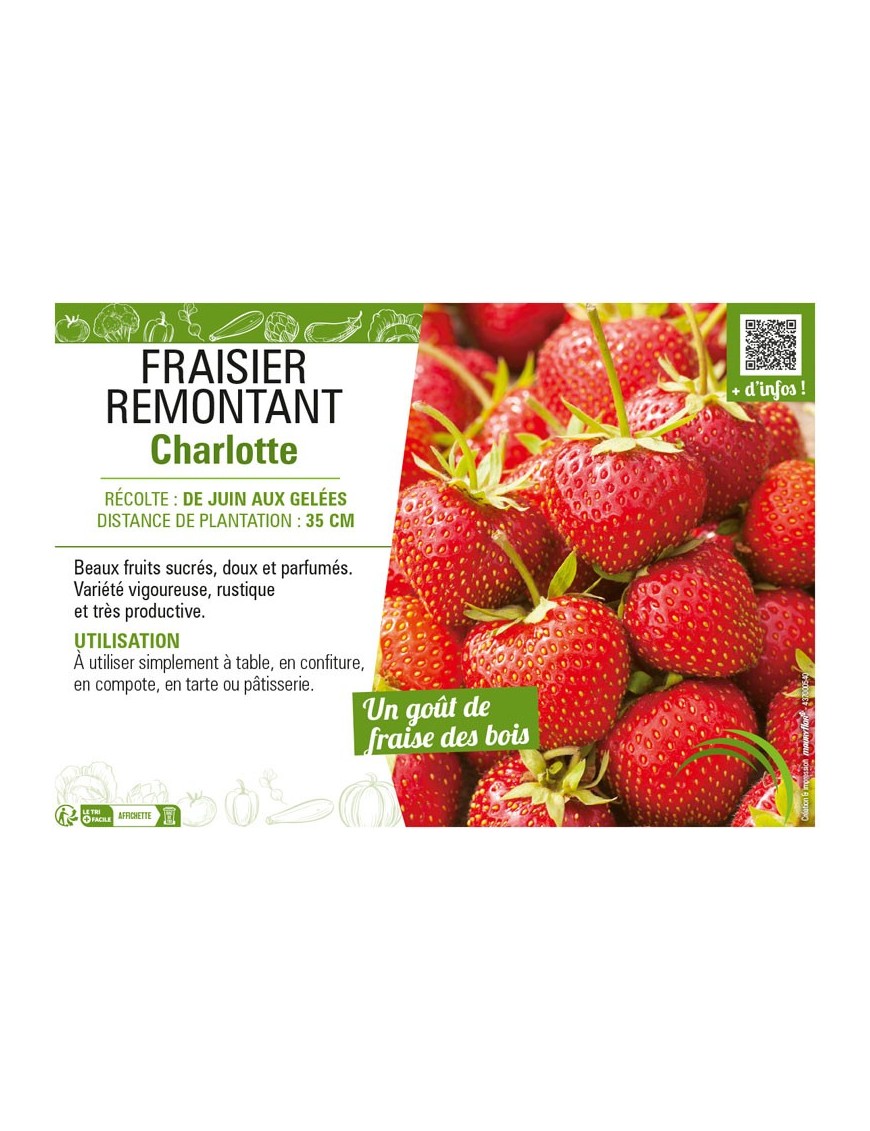 FRAISIER REMONTANT CHARLOTTE