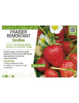 FRAISIER REMONTANT CIRAFINE
