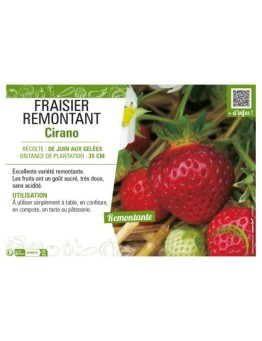FRAISIER REMONTANT CIRANO