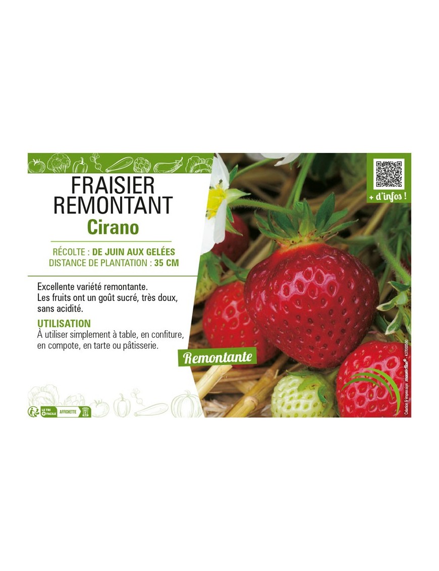 FRAISIER REMONTANT CIRANO