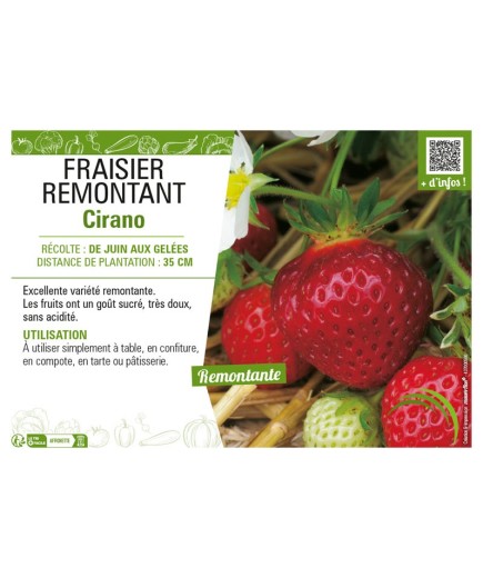 FRAISIER REMONTANT CIRANO