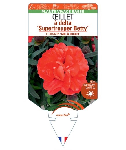 DIANTHUS deltoides Supertrouper Betty voir Œillet à delta