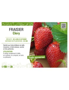 FRAISIER REMONTANT CLERY