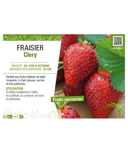FRAISIER REMONTANT CLERY