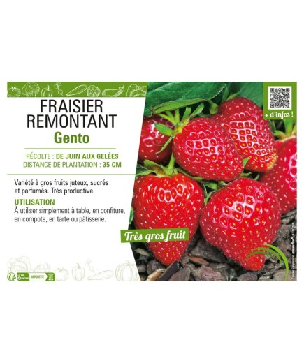FRAISIER REMONTANT GENTO