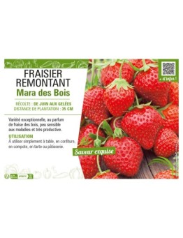 FRAISIER REMONTANT MARA DES BOIS