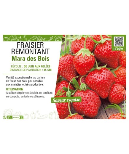 FRAISIER REMONTANT MARA DES BOIS