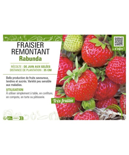 FRAISIER REMONTANT RABUNDA