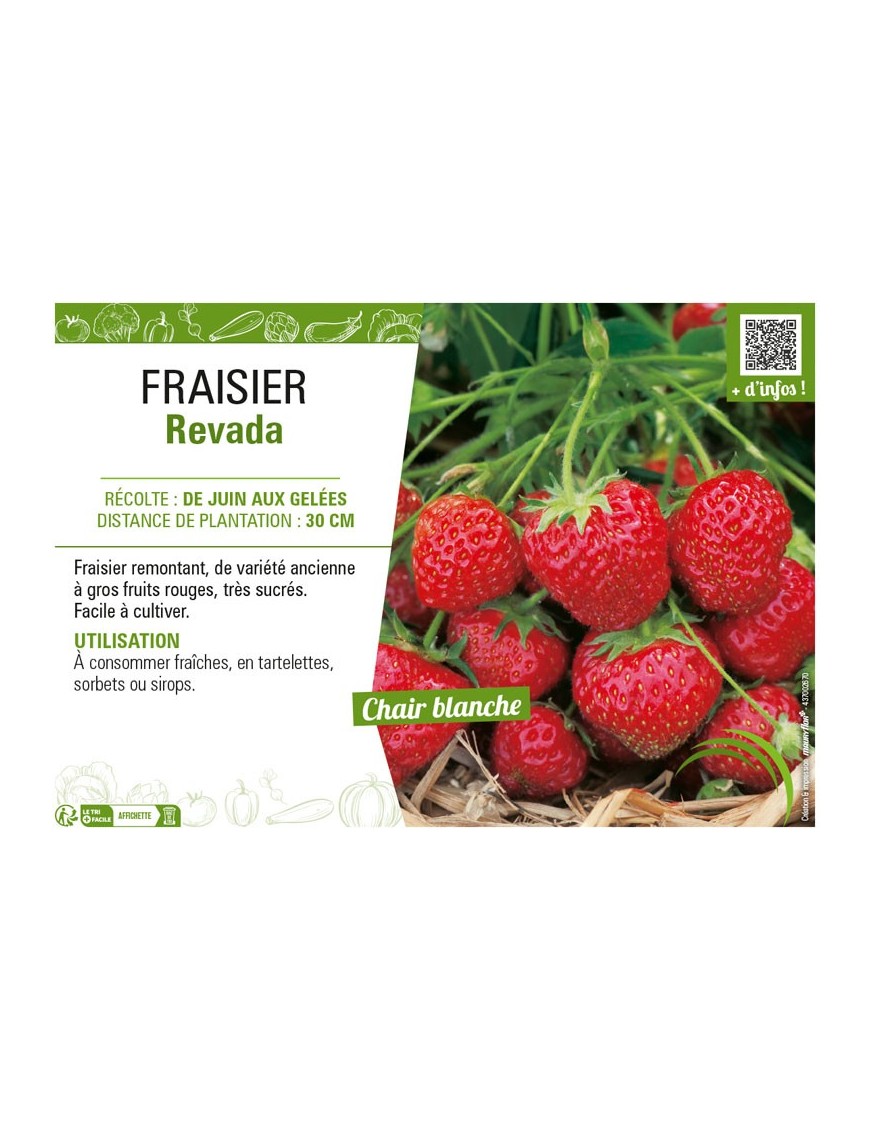 FRAISIER REVADA