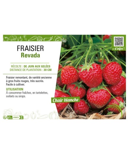 FRAISIER REVADA