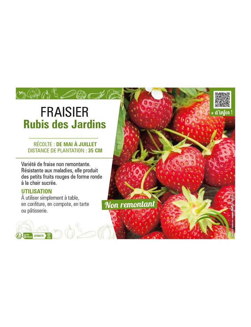 FRAISIER RUBIS DES JARDINS