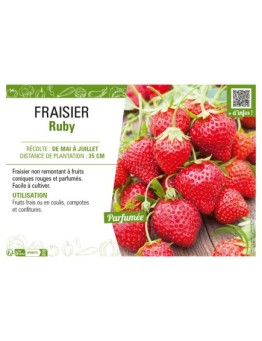 FRAISIER RUBY