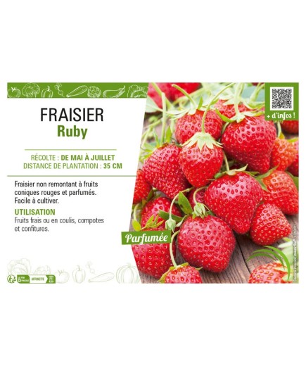 FRAISIER RUBY