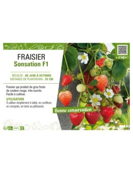 FRAISIER SONSATION F1