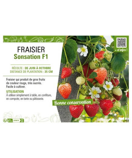 FRAISIER SONSATION F1