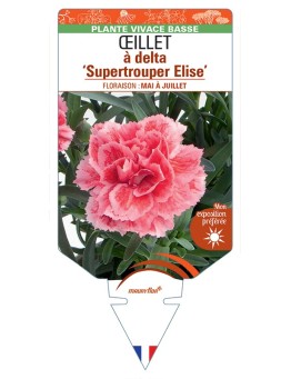 DIANTHUS deltoides Supertrouper Elise voir Œillet à delta